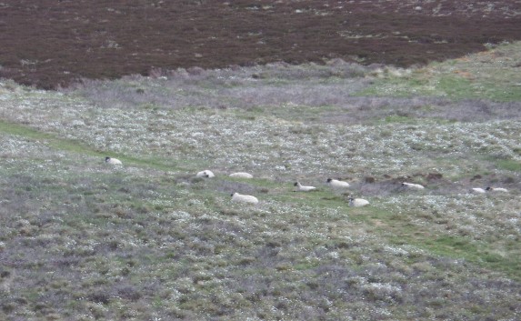 Sheep on an upland farm